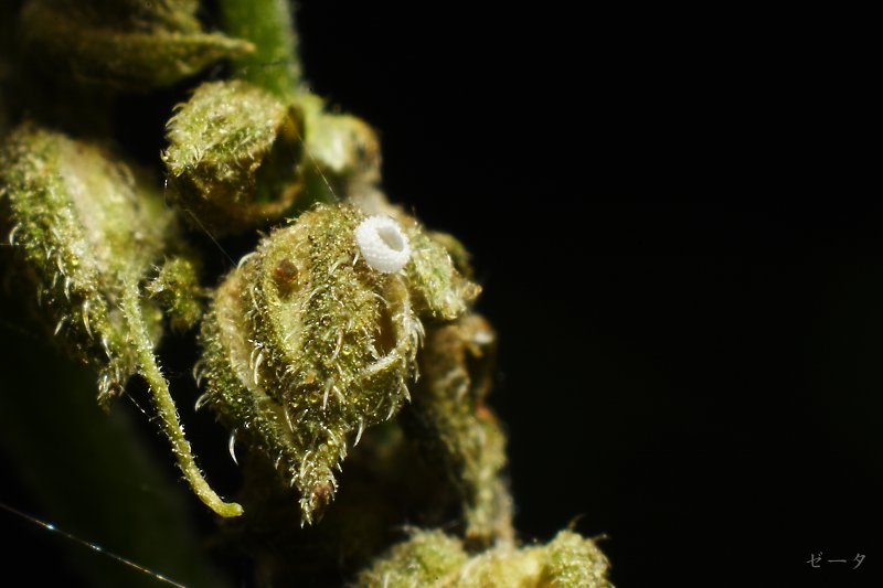 藍燕灰蝶-霧社燕灰蝶