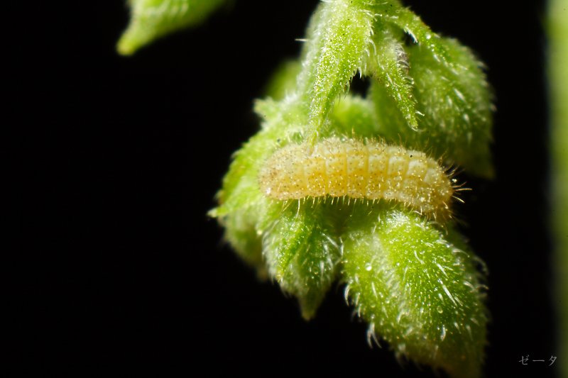 藍燕灰蝶-霧社燕灰蝶