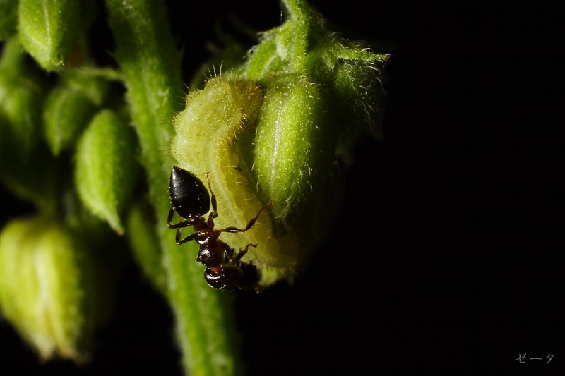 藍燕灰蝶-霧社燕灰蝶