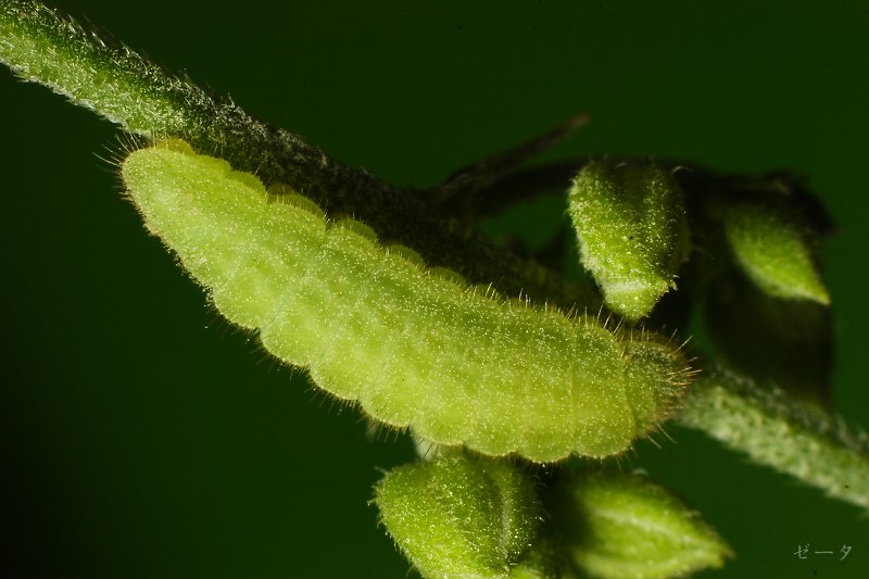 藍燕灰蝶-霧社燕灰蝶