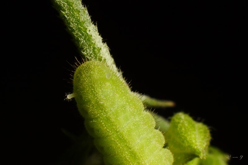 藍燕灰蝶-霧社燕灰蝶