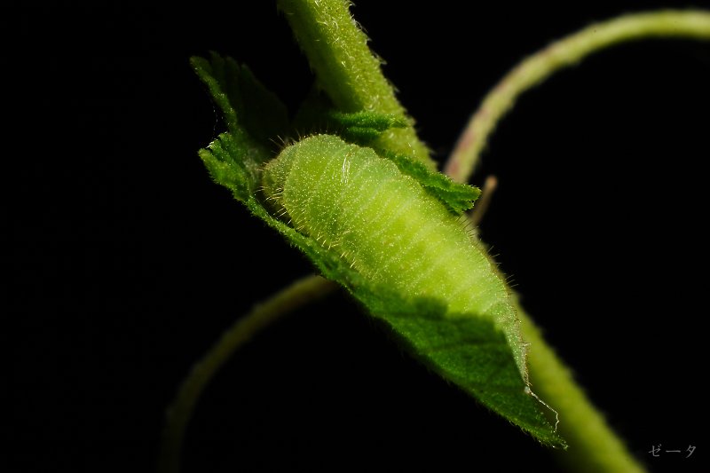 藍燕灰蝶-霧社燕灰蝶