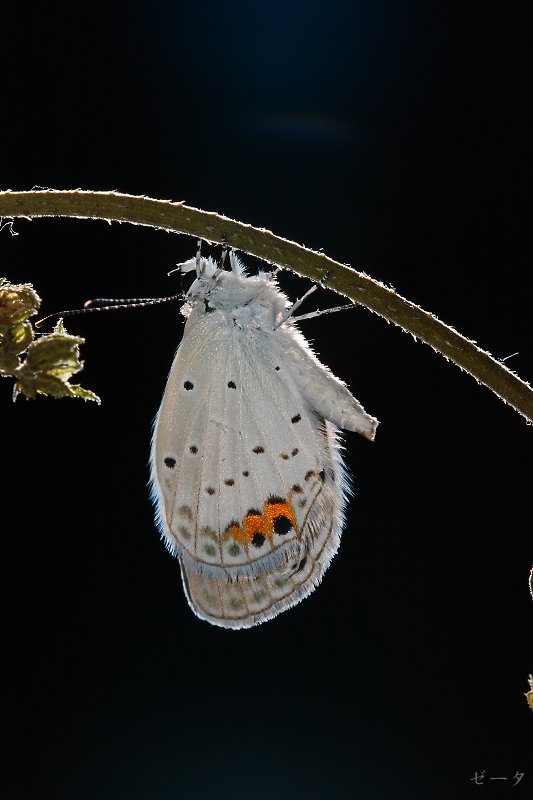 藍燕灰蝶-霧社燕灰蝶