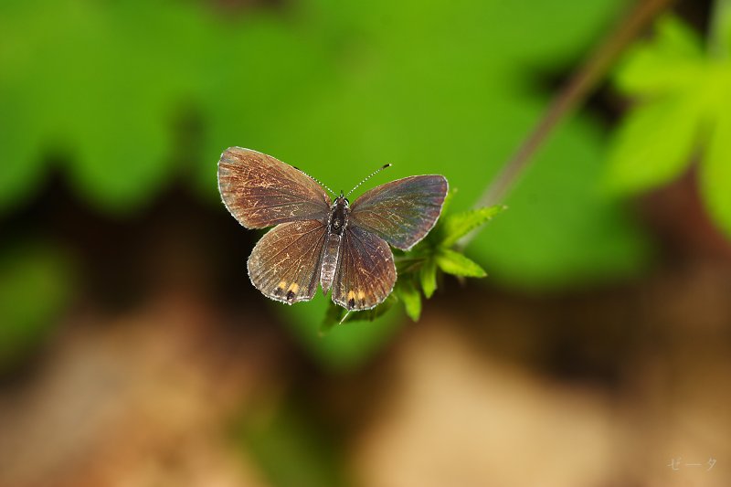 藍燕灰蝶-霧社燕灰蝶