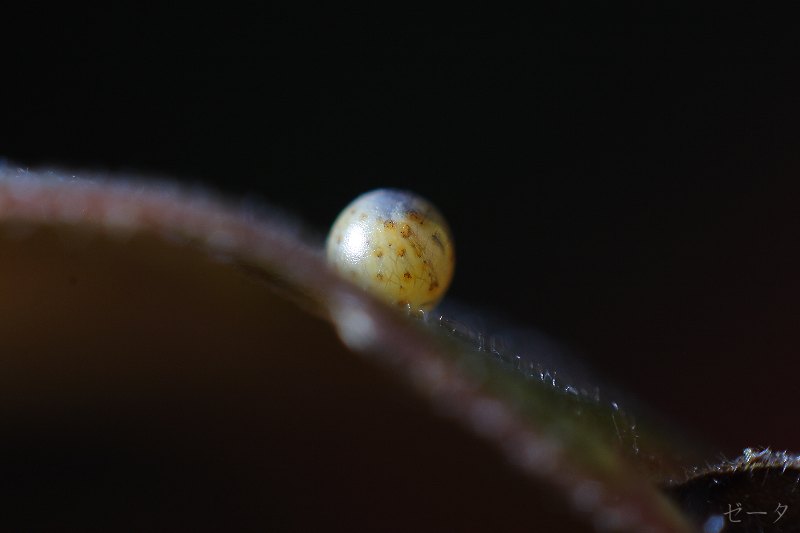 黑尾劍鳳蝶 木生鳳蝶