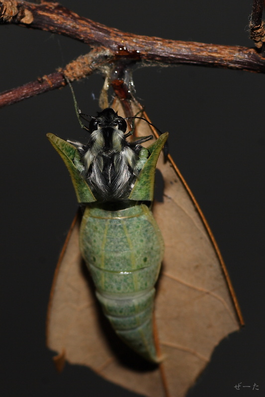 黑尾劍鳳蝶 木生鳳蝶