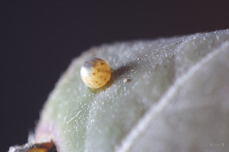 黑尾劍鳳蝶 木生鳳蝶