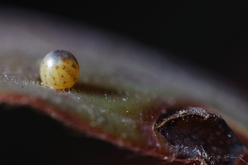 黑尾劍鳳蝶 木生鳳蝶