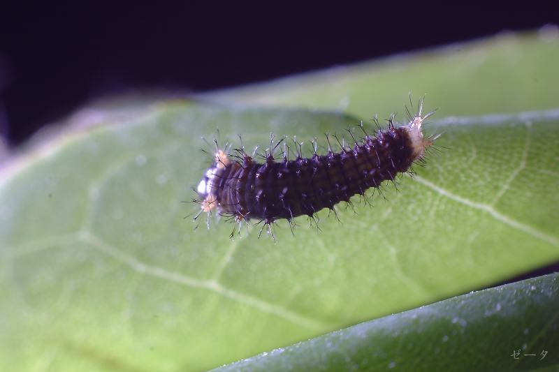 黑尾劍鳳蝶 木生鳳蝶