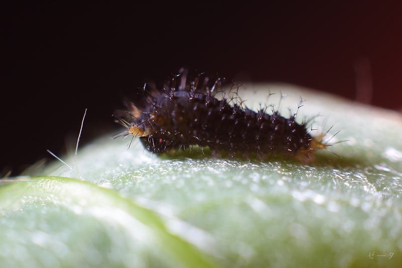 黑尾劍鳳蝶 木生鳳蝶