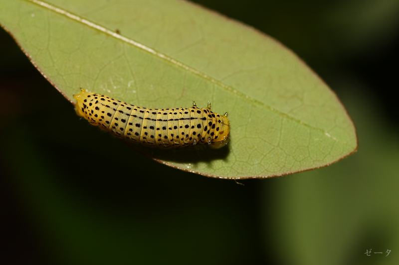 黑尾劍鳳蝶 木生鳳蝶