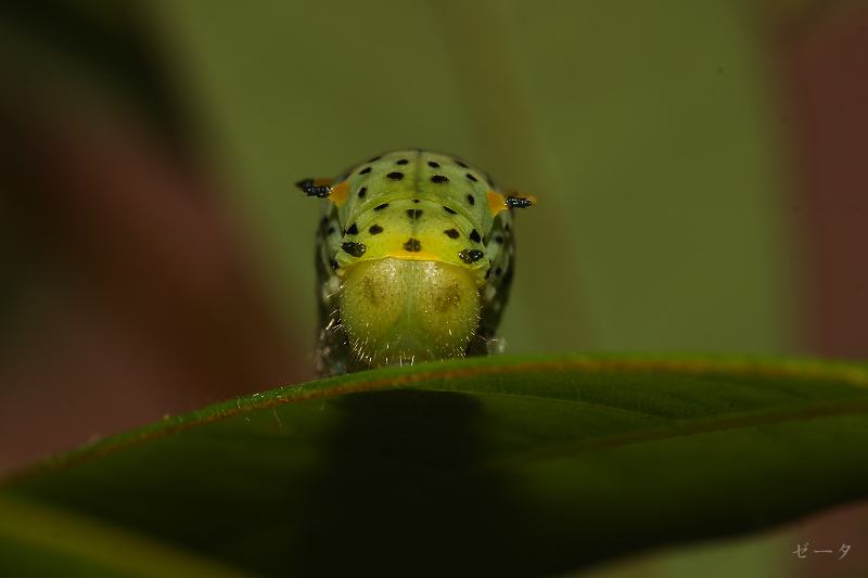 黑尾劍鳳蝶 木生鳳蝶