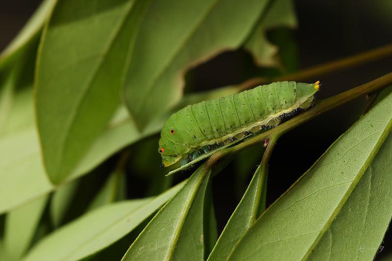 黑尾劍鳳蝶 木生鳳蝶