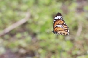 蝴蝶(鳳蝶總科)