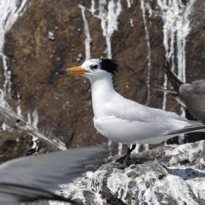 黑嘴端鳳頭燕鷗