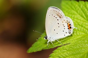 藍燕灰蝶-霧社燕灰蝶