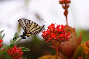 黑尾劍鳳蝶 木生鳳蝶