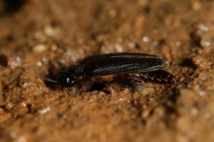 Rhagophthalmus beigansis Ho