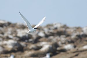 Roseate Tern