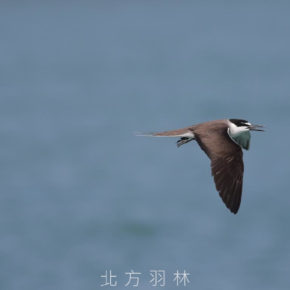白眉燕鷗