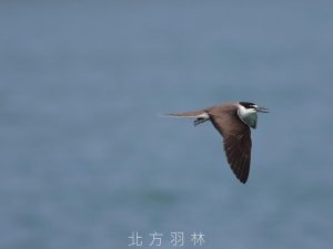 白眉燕鷗